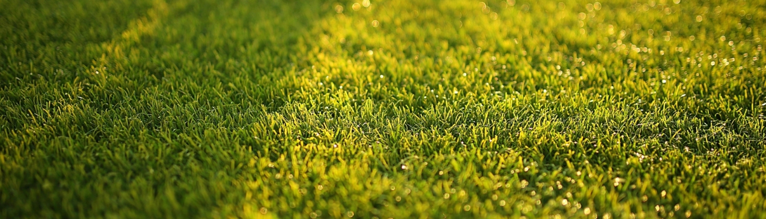 pexels-pripicart-572007